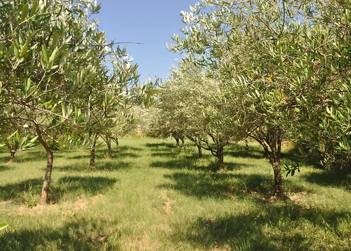 Terre D'Oliviers